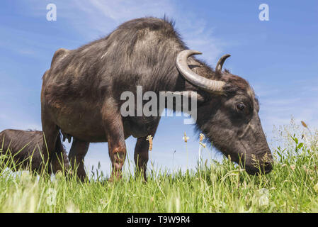 Ermakov Island, Vilkovsky Distri, Ukraine, Europe de l'Est. 20 mai, 2019. Le troupeau de buffles d'eau 7 a été libéré le Ermakov Île dans le delta du Danube de l'Ukraine. Les animaux ont été amenés de Transcarpatie par Rewilding 'Ukraine'' pour aider à préserver l'île mosaïque de paysages et une biodiversité riche. Crédit : Andrey Nekrasov/ZUMA/Alamy Fil Live News Banque D'Images
