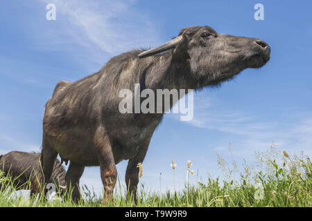 Ermakov Island, Vilkovsky Distri, Ukraine, Europe de l'Est. 20 mai, 2019. Le troupeau de buffles d'eau 7 a été libéré le Ermakov Île dans le delta du Danube de l'Ukraine. Les animaux ont été amenés de Transcarpatie par Rewilding 'Ukraine'' pour aider à préserver l'île mosaïque de paysages et une biodiversité riche. Crédit : Andrey Nekrasov/ZUMA/Alamy Fil Live News Banque D'Images