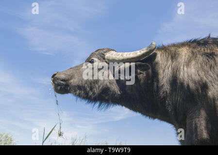 Ermakov Island, Vilkovsky Distri, Ukraine, Europe de l'Est. 20 mai, 2019. Le troupeau de buffles d'eau 7 a été libéré le Ermakov Île dans le delta du Danube de l'Ukraine. Les animaux ont été amenés de Transcarpatie par Rewilding 'Ukraine'' pour aider à préserver l'île mosaïque de paysages et une biodiversité riche. Crédit : Andrey Nekrasov/ZUMA/Alamy Fil Live News Banque D'Images