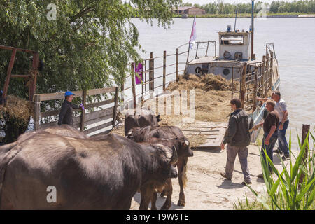 Ermakov Island, Vilkovsky Distri, Ukraine, Europe de l'Est. 20 mai, 2019. Le troupeau de buffles d'eau 7 a été libéré le Ermakov Île dans le delta du Danube de l'Ukraine. Les animaux ont été amenés de Transcarpatie par Rewilding 'Ukraine'' pour aider à préserver l'île mosaïque de paysages et une biodiversité riche. Crédit : Andrey Nekrasov/ZUMA/Alamy Fil Live News Banque D'Images