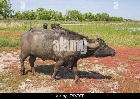 Ermakov Island, Vilkovsky Distri, Ukraine, Europe de l'Est. 20 mai, 2019. Le troupeau de buffles d'eau 7 a été libéré le Ermakov Île dans le delta du Danube de l'Ukraine. Les animaux ont été amenés de Transcarpatie par Rewilding 'Ukraine'' pour aider à préserver l'île mosaïque de paysages et une biodiversité riche. Crédit : Andrey Nekrasov/ZUMA/Alamy Fil Live News Banque D'Images