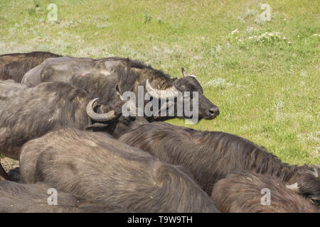 Ermakov Island, Vilkovsky Distri, Ukraine, Europe de l'Est. 20 mai, 2019. Le troupeau de buffles d'eau 7 a été libéré le Ermakov Île dans le delta du Danube de l'Ukraine. Les animaux ont été amenés de Transcarpatie par Rewilding 'Ukraine'' pour aider à préserver l'île mosaïque de paysages et une biodiversité riche. Crédit : Andrey Nekrasov/ZUMA/Alamy Fil Live News Banque D'Images