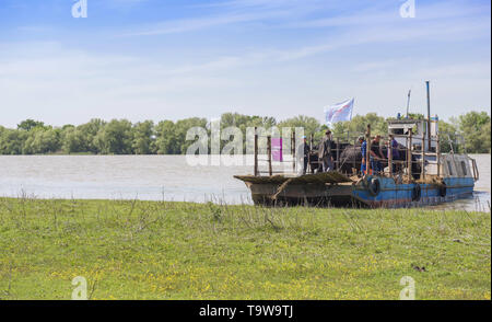 Ermakov Island, Vilkovsky Distri, Ukraine, Europe de l'Est. 20 mai, 2019. Le troupeau de buffles d'eau 7 a été libéré le Ermakov Île dans le delta du Danube de l'Ukraine. Les animaux ont été amenés de Transcarpatie par Rewilding 'Ukraine'' pour aider à préserver l'île mosaïque de paysages et une biodiversité riche. Crédit : Andrey Nekrasov/ZUMA/Alamy Fil Live News Banque D'Images