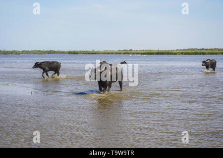 Ermakov Island, Vilkovsky Distri, Ukraine, Europe de l'Est. 20 mai, 2019. Le troupeau de buffles d'eau 7 a été libéré le Ermakov Île dans le delta du Danube de l'Ukraine. Les animaux ont été amenés de Transcarpatie par Rewilding 'Ukraine'' pour aider à préserver l'île mosaïque de paysages et une biodiversité riche. Crédit : Andrey Nekrasov/ZUMA/Alamy Fil Live News Banque D'Images