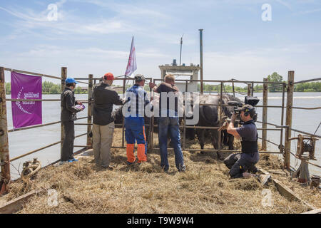 Ermakov Island, Vilkovsky Distri, Ukraine, Europe de l'Est. 20 mai, 2019. Le troupeau de buffles d'eau 7 a été libéré le Ermakov Île dans le delta du Danube de l'Ukraine. Les animaux ont été amenés de Transcarpatie par Rewilding 'Ukraine'' pour aider à préserver l'île mosaïque de paysages et une biodiversité riche. Crédit : Andrey Nekrasov/ZUMA/Alamy Fil Live News Banque D'Images