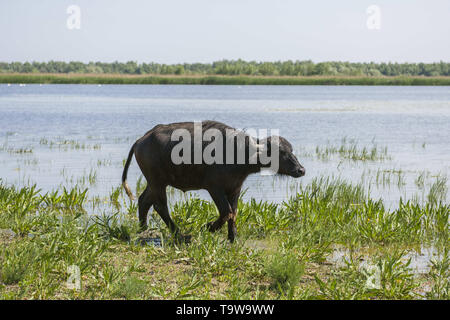 Ermakov Island, Vilkovsky Distri, Ukraine, Europe de l'Est. 20 mai, 2019. Le troupeau de buffles d'eau 7 a été libéré le Ermakov Île dans le delta du Danube de l'Ukraine. Les animaux ont été amenés de Transcarpatie par Rewilding 'Ukraine'' pour aider à préserver l'île mosaïque de paysages et une biodiversité riche. Crédit : Andrey Nekrasov/ZUMA/Alamy Fil Live News Banque D'Images