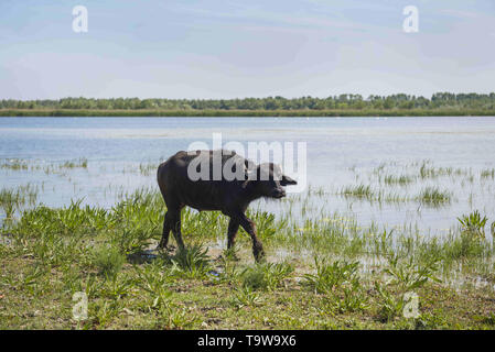 Ermakov Island, Vilkovsky Distri, Ukraine, Europe de l'Est. 20 mai, 2019. Le troupeau de buffles d'eau 7 a été libéré le Ermakov Île dans le delta du Danube de l'Ukraine. Les animaux ont été amenés de Transcarpatie par Rewilding 'Ukraine'' pour aider à préserver l'île mosaïque de paysages et une biodiversité riche. Crédit : Andrey Nekrasov/ZUMA/Alamy Fil Live News Banque D'Images