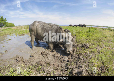 20 mai 2019 - Île Ermakov, Vilkovsky Distri, Ukraine, Europe de l'Est - Le troupeau de buffles d'eau 7 a été libéré le Ermakov Île dans le delta du Danube de l'Ukraine. Les animaux ont été amenés de la Transcarpathie en « oeRewilding » l'Ukraine afin d'aider à préserver la riche biodiversité et paysages en mosaïque. (Crédit Image : © Andrey Nekrasov/Zuma sur le fil) Banque D'Images