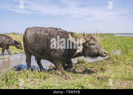 20 mai 2019 - Île Ermakov, Vilkovsky Distri, Ukraine, Europe de l'Est - Le troupeau de buffles d'eau 7 a été libéré le Ermakov Île dans le delta du Danube de l'Ukraine. Les animaux ont été amenés de la Transcarpathie en « oeRewilding » l'Ukraine afin d'aider à préserver la riche biodiversité et paysages en mosaïque. (Crédit Image : © Andrey Nekrasov/Zuma sur le fil) Banque D'Images