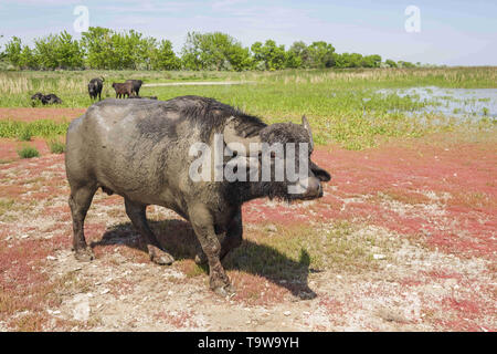 Ermakov Island, Vilkovsky Distri, Ukraine, Europe de l'Est. 20 mai, 2019. Le troupeau de buffles d'eau 7 a été libéré le Ermakov Île dans le delta du Danube de l'Ukraine. Les animaux ont été amenés de Transcarpatie par Rewilding 'Ukraine'' pour aider à préserver l'île mosaïque de paysages et une biodiversité riche. Crédit : Andrey Nekrasov/ZUMA/Alamy Fil Live News Banque D'Images