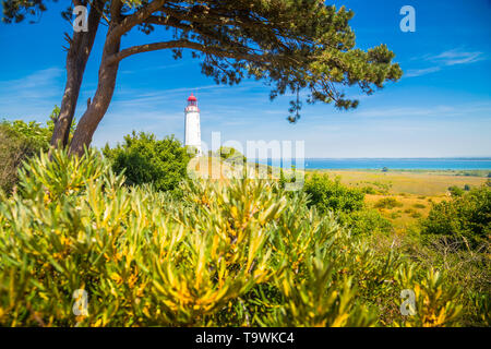 Gamous Dornbusch Phare sur la magnifique île de Hiddensee, avec des fleurs en été, de la mer Baltique, Mecklenburg-Vorpommern, Allemagne Banque D'Images