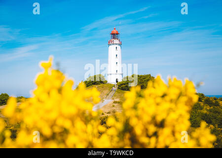 Gamous Dornbusch Phare sur la magnifique île de Hiddensee, avec des fleurs en été, de la mer Baltique, Mecklenburg-Vorpommern, Allemagne Banque D'Images