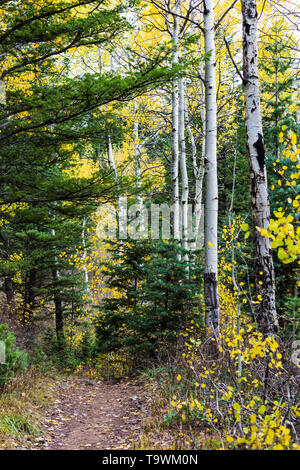 Sentier à travers la forêt de trembles et les conifères en boucle Alpine, Utah, USA Banque D'Images