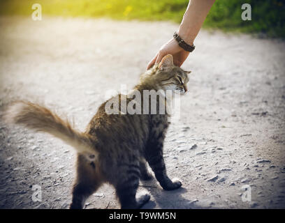 Une main de femme avec un bracelet de caresser un jeune sans-abri à rayures fluffy chaton qui a soulevé de façon ludique sa queue et se tient sur une route rurale Banque D'Images