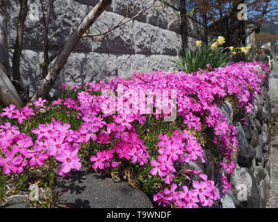 Rosa Teppich Phlox (Phlox subulata) une einer Straße à Nikko au Japon Banque D'Images