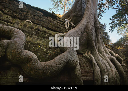 Racines d'un arbre géant thitpok (Tetrameles nudiflora) envahissent un mur de la cour intérieure, Ta Prohm, Angkor, Siem Reap, Cambodge Banque D'Images