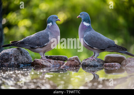 La Politique Commune de Pigeon ramier (Columba palumbus) réunion, à l'eau avec une belle, un arrière-plan en mai, la Suède Uppland Banque D'Images