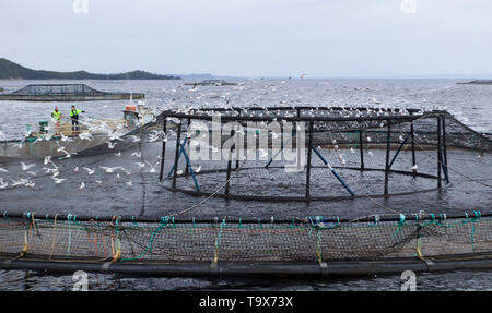 Un Petuna déduits de l'élevage du boîtier sur le Port Macquarie près de Strahan sur la côte ouest de la Tasmanie. Les poissons élevés sont le saumon. Banque D'Images