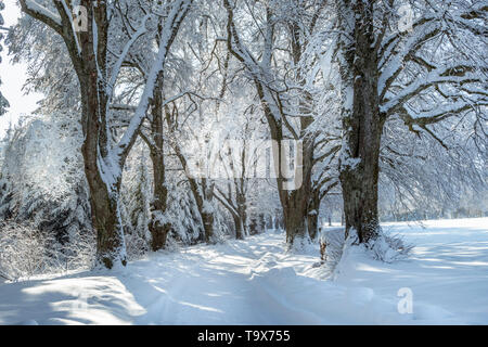 Paysage d'hiver avec paysage de neige dans les bois, Tutzing, Bavière, Allemagne, Europe, Winterlandschaft mit Bäumen Schneebedeckten im Wald, Bayern, Deutschla Banque D'Images