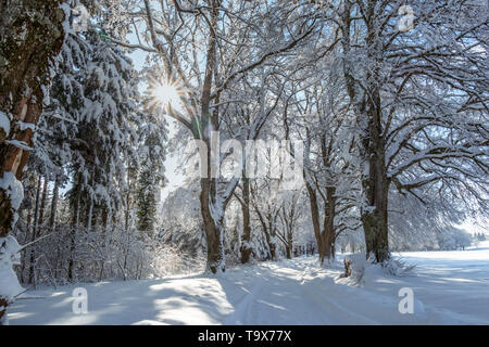 Paysage d'hiver avec paysage de neige dans les bois, Tutzing, Bavière, Allemagne, Europe, Winterlandschaft mit Bäumen Schneebedeckten im Wald, Bayern, Deutschla Banque D'Images