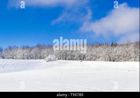 Beau paysage d'hiver après les chutes de neige fraîche sur le Ilkahöhe, Tutzing, Bavière, Allemagne, Europe, Schöne Winterlandschaft nach Neuschnee auf der Ilkahöhe, Banque D'Images