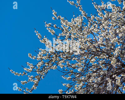 Floraison admirablement le prunier (Prunus domestica) avant de ciel bleu au printemps, Bavarois, Allemagne, Europe, Pflaumenbaum blühender Prächtig (Prunus d Banque D'Images