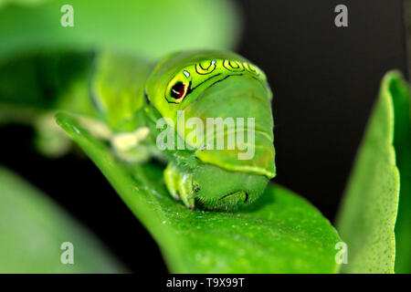 De Caterpillar jaune chinois, papillon du machaon Papilio xuthus, sur un tilleul, calamondin Citrofortunella microcarpa, Honolulu, Hawaii, USA Banque D'Images