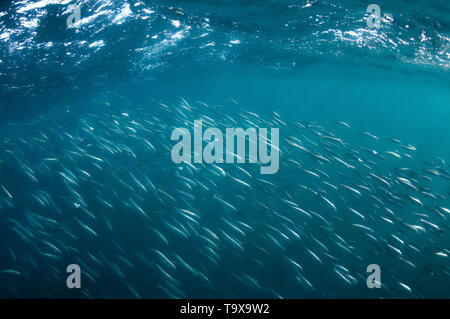 Les sardines, Sardinops sagax, formant une boule d'appât durant la Sardine Run, Eastern Cape, Afrique du Sud de la Côte sauvage, l'Océan Indien Banque D'Images