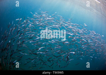 Les sardines, Sardinops sagax, formant une boule d'appât durant la Sardine Run, Eastern Cape, Afrique du Sud de la Côte sauvage, l'Océan Indien Banque D'Images