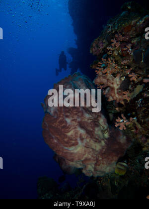 Scuba Diver (communiqué de modèle existant) sur un mur de corail avec un canon géant éponge dans Parc National de Bunaken, Sulawesi, Indonésie Banque D'Images