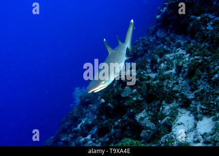 Whitetip reef shark, Triaenodon obesus, l'atoll d'Ailuk, Îles Marshall, Pacific Banque D'Images