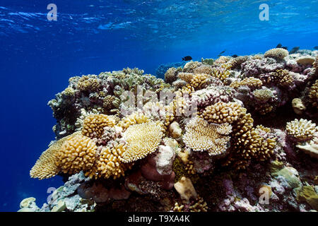 Les récifs coralliens vierges, principalement Acropora spp., l'atoll d'Ailuk, Îles Marshall, Pacific Banque D'Images