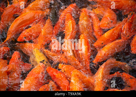 Agrégation de carpe commune ou koi, Cyprinus carpio, l'alimentation à la surface, le parc Beihai, Beijing, Chine Banque D'Images