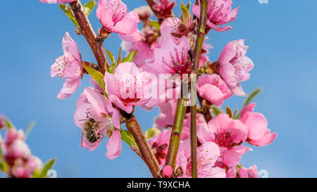 Abeille sur fleur de pêcher Banque D'Images