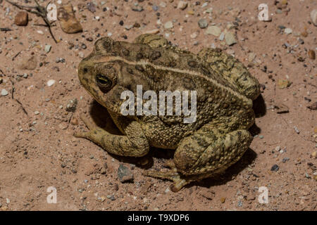 Rocky Mountain (Toad Anaxyrus woodhousii. w) à partir de San Juan County, Utah, USA. Banque D'Images