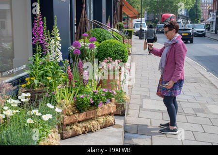 Affichage Floral en dehors de Linley shop à Pimlico Road pour Chelsea en fleurs 2019. Belgravia, Londres, Angleterre Banque D'Images