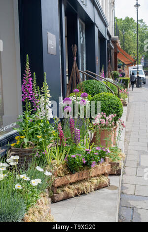 Affichage Floral en dehors de Linley shop à Pimlico Road pour Chelsea en fleurs 2019. Belgravia, Londres, Angleterre Banque D'Images