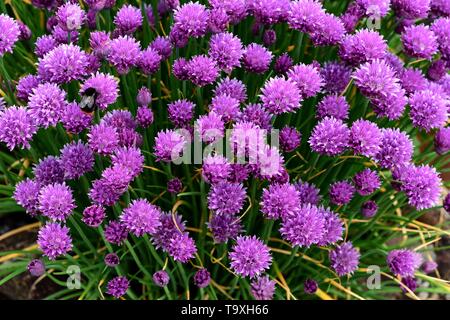 Un cluster de la ciboulette en fleur vu de dessus. Banque D'Images