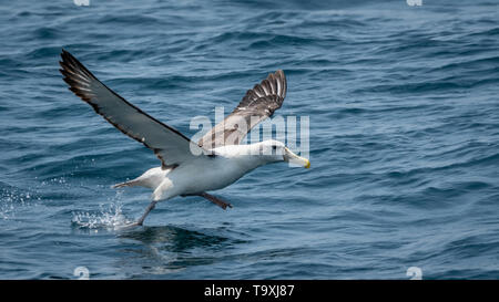 Albatros timide ou blanc (Thalassarche cauta/steadi), décollant de mer Banque D'Images