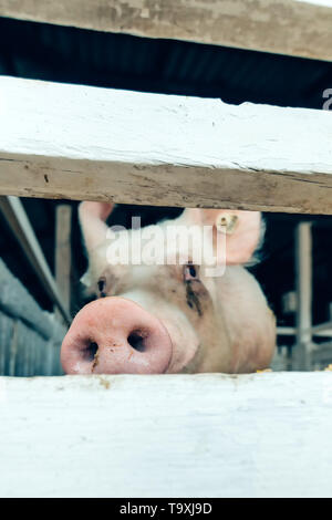 Cochon dans une ferme d'élevage porcherie looking at camera Banque D'Images