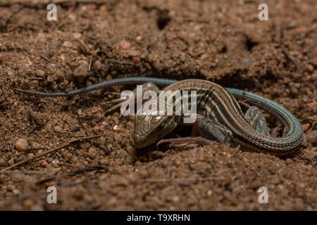 Racerunner des prairies (Aspidoscelis sexlineata sexlineata) de Weld County, Colorado, USA. Banque D'Images