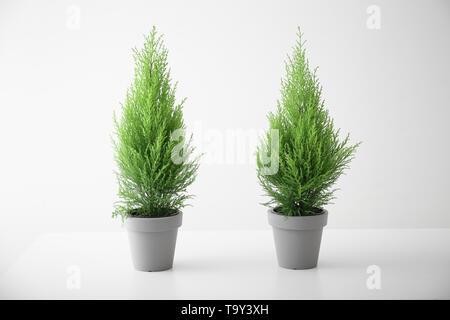 Cypress citronniers en pots sur fond blanc Banque D'Images