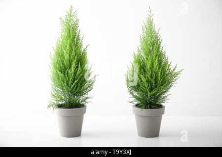 Cypress citronniers en pots sur fond blanc Banque D'Images