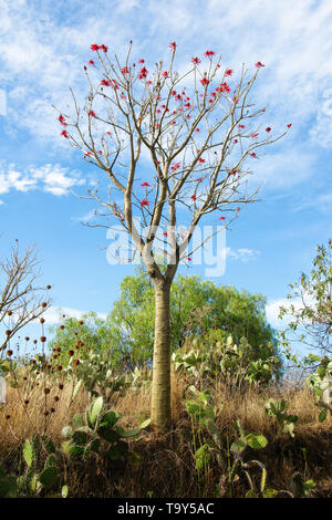 Un arbre qui pousse sur l'Erythrina roche volcanique à Cuicuilco Site archéologique, la ville de Mexico, Mexique. Banque D'Images