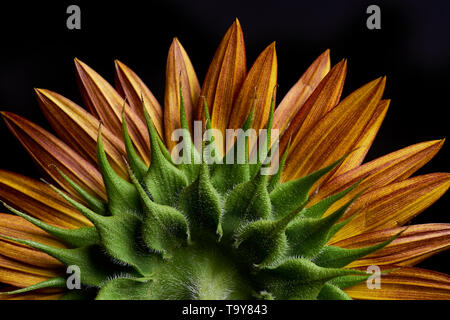 Libre vue arrière du soleil du soir variété de tournesol. Banque D'Images