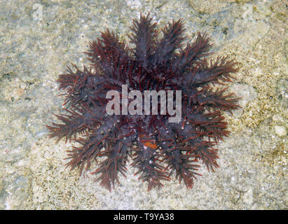 La couronne d'étoile de mer Acanthaster (cf. solaris) sur le platier, Efate, Vanuatu Banque D'Images