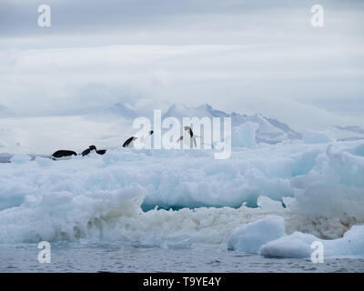 Adelie pingouins sur un iceberg flottant près d'Antarctique dans l'Océan Atlantique sud. Banque D'Images