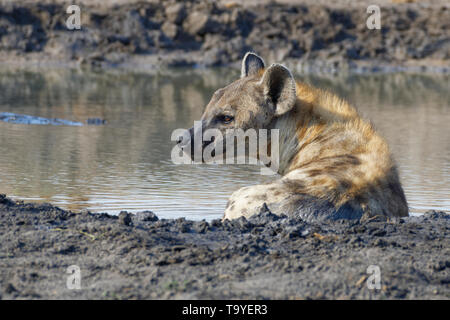 L'Hyène tachetée (Crocuta crocuta), femelle adulte couché dans l'eau boueuse dans un trou d'eau, alerte, Kruger National Park, Afrique du Sud, l'Afrique Banque D'Images