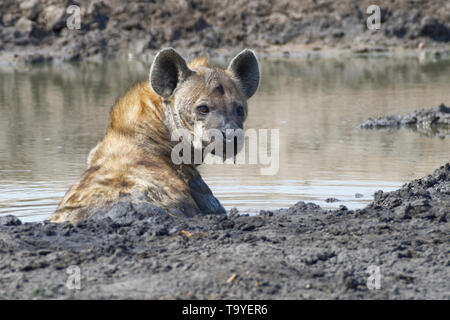 L'Hyène tachetée (Crocuta crocuta), femelle adulte couché dans l'eau boueuse dans un trou d'eau, alerte, Kruger National Park, Afrique du Sud, l'Afrique Banque D'Images