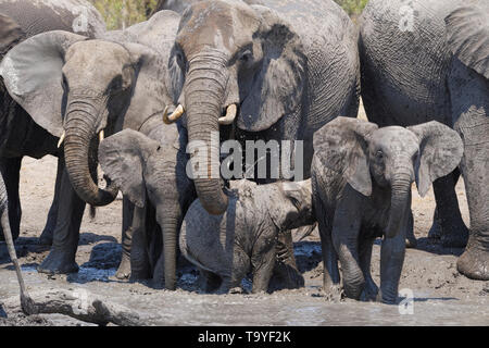 Bush de l'Afrique de l'éléphant (Loxodonta africana), troupeau de veaux à un point d'eau boueuse, Kruger National Park, Afrique du Sud, l'Afrique Banque D'Images